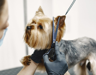 Компания парикмахерских инструментов Чжанцзяган Хуасю, ООО.